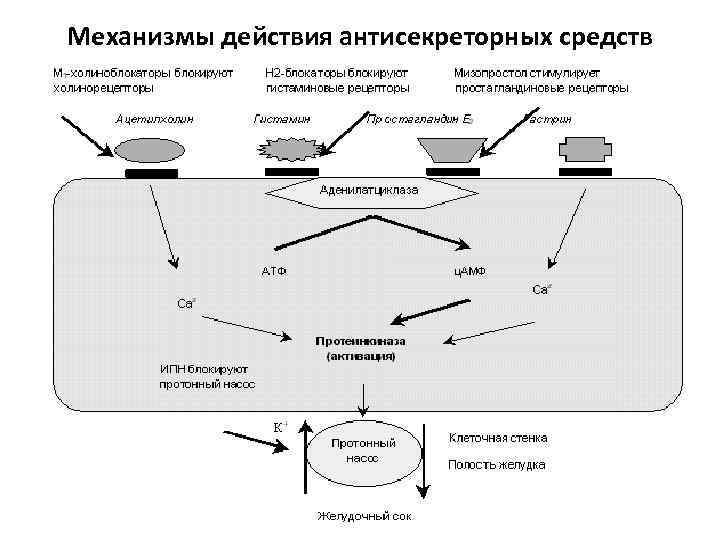 Механизмы действия антисекреторных средств 