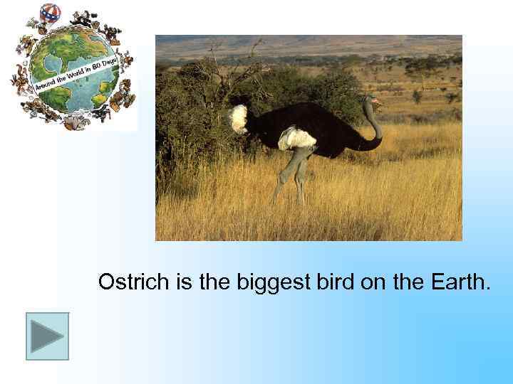 Ostrich is the biggest bird on the Earth. 