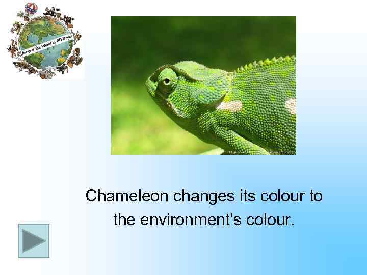 Chameleon changes its colour to the environment’s colour. 