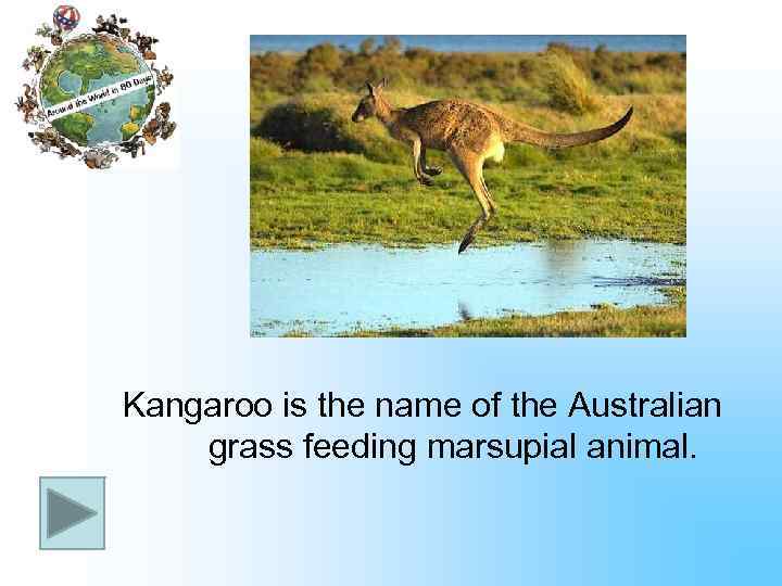 Kangaroo is the name of the Australian grass feeding marsupial animal. 