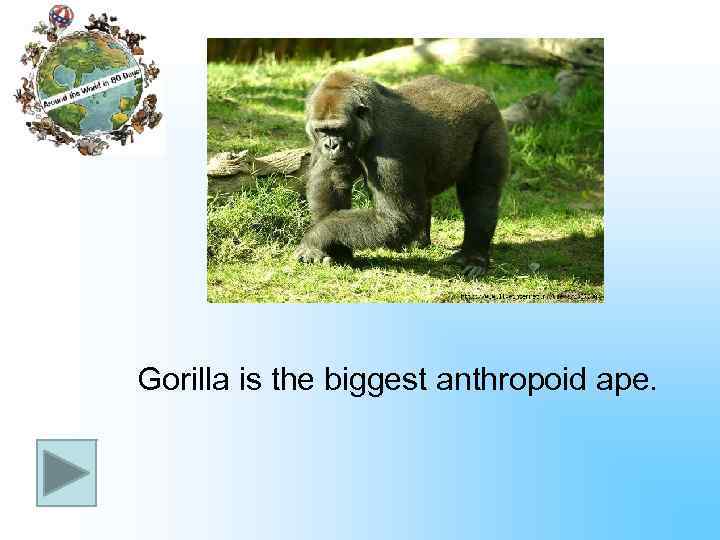 Gorilla is the biggest anthropoid ape. 