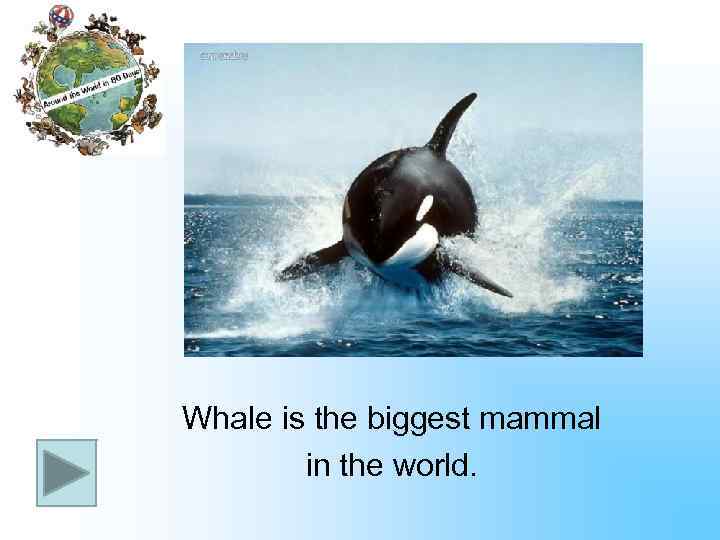 Whale is the biggest mammal in the world. 