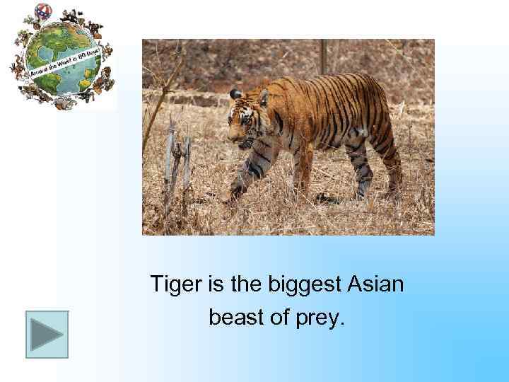 Tiger is the biggest Asian beast of prey. 
