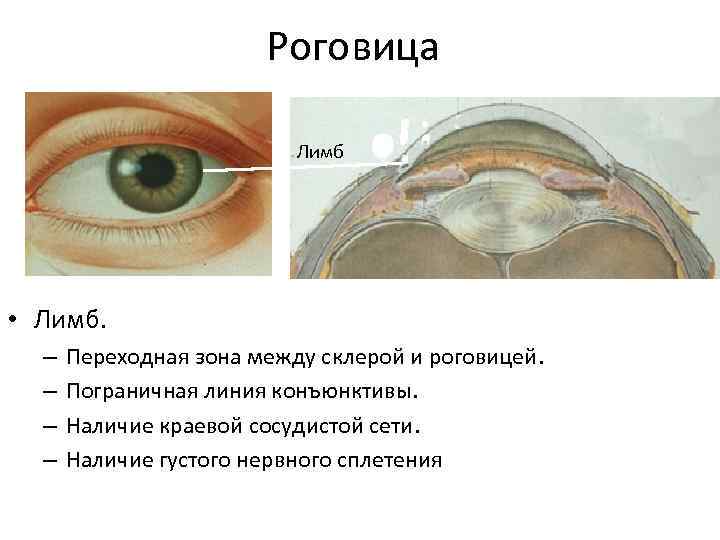 Роговица это. Строение глаза конъюнктива склера. Лимб роговицы анатомия. Строение глаза склера роговица.