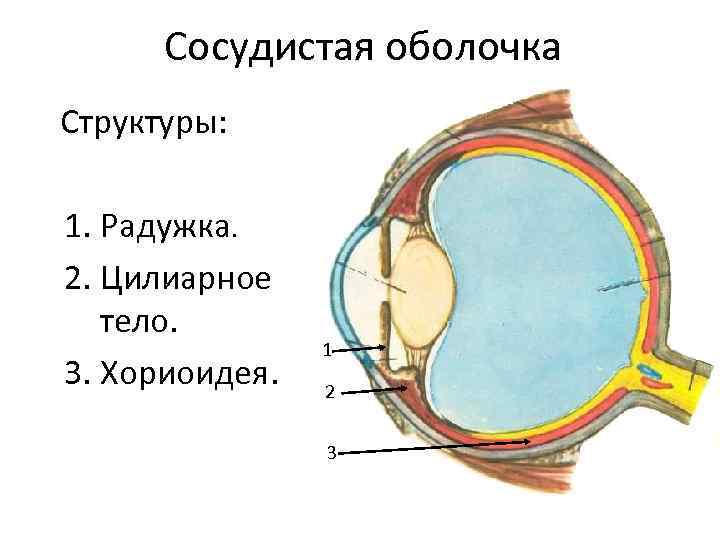 Ресничная мышца глаза функции. Строение глаза цилиарная мышца. Сосудистая оболочка глаза ресничное тело. Сосудистая оболочка глаза анатомия. Реснитчатое тело глаза строение.