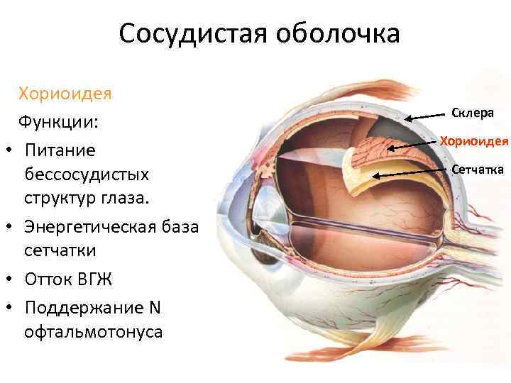 Кровообращение зрения. Функции сосудистой оболочки глазного яблока. Сосудистая оболочка глаза строение анатомия. Сосудистая оболочка образует спереди. Хориоидеи анатомия глаза.