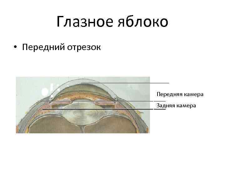 Передняя камера глаза. Строение переднего отрезка глаза. Передняя и задняя камеры глаза. Анатомия переднего отрезка глаза. Переднего отрезка глазного яблока.