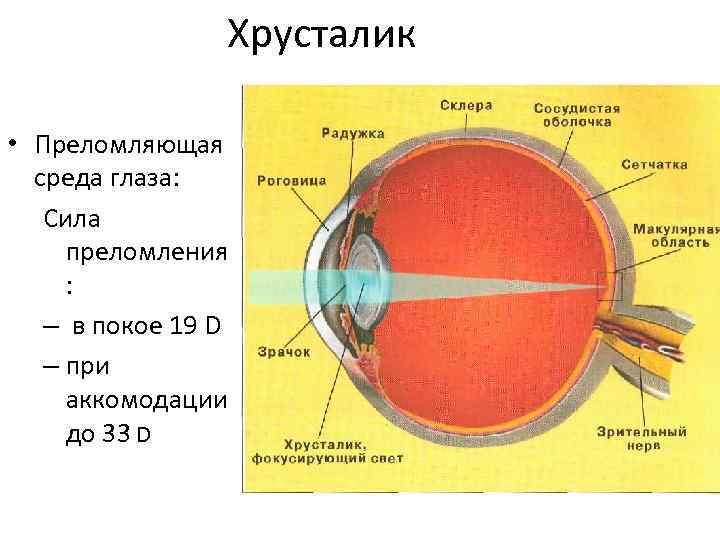 Хрусталик • Преломляющая среда глаза: Сила преломления : – в покое 19 D –