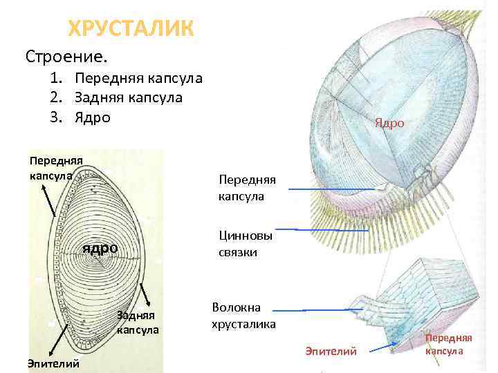 ХРУСТАЛИК Строение. 1. Передняя капсула 2. Задняя капсула 3. Ядро Передняя капсула ядро Задняя