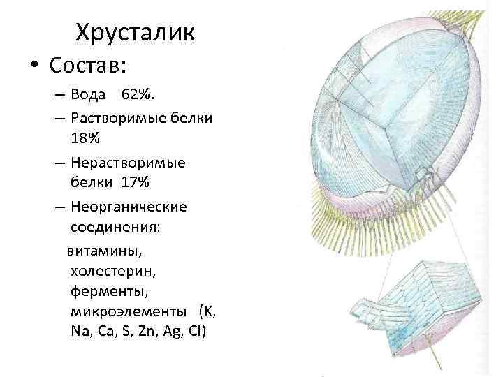 Что делает хрусталик. Химический состав хрусталика. Белковое строение хрусталика. Хрусталик состоит. Размеры хрусталика.