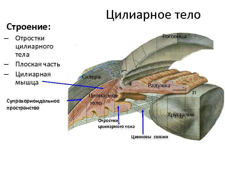 Цилиарное тело Строение: – Отростки цилиарного тела – Плоская часть – Цилиарная мышца Супрахориоидальное