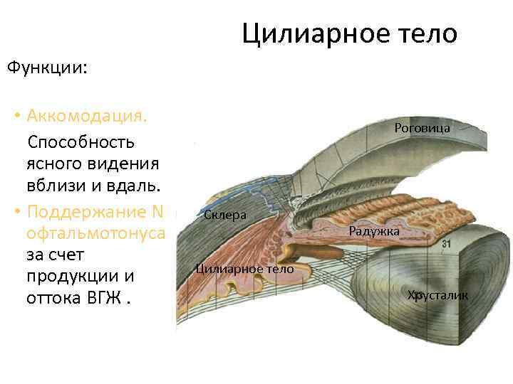 Ресничное тело. Ресничное цилиарное тело глаза. Цилиарное тело глаза анатомия. Ресничное цилиарное тело функции. Глаз анатомия строение ресничное тело.