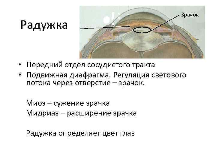 Радужка Зрачок • Передний отдел сосудистого тракта • Подвижная диафрагма. Регуляция светового потока через