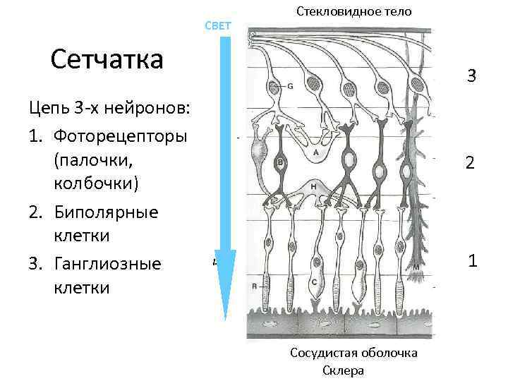 СВЕТ Стекловидное тело Сетчатка 3 Цепь 3 -х нейронов: 1. Фоторецепторы (палочки, колбочки) 2.