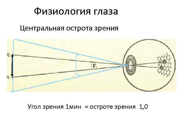Физиология глаза Центральная острота зрения 1' Угол зрения 1 мин = остроте зрения 1,