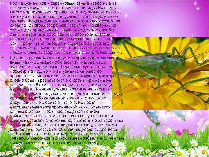  • • Кроме кузнечиков и саранчовых, самые известные из насекомых-музыкантов - сверчки и