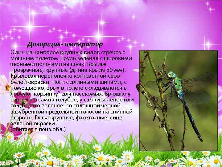  Дозорщик- император Один из наиболее крупных видов стрекоз с мощным полетом. Грудь зеленая