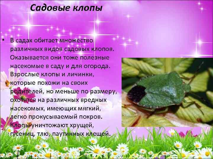  Садовые клопы • В садах обитает множество различных видов садовых клопов. Оказывается они