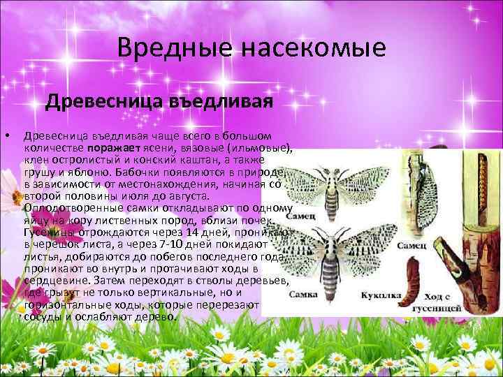 Вредные насекомые Древесница въедливая • Древесница въедливая чаще всего в большом количестве поражает ясени,