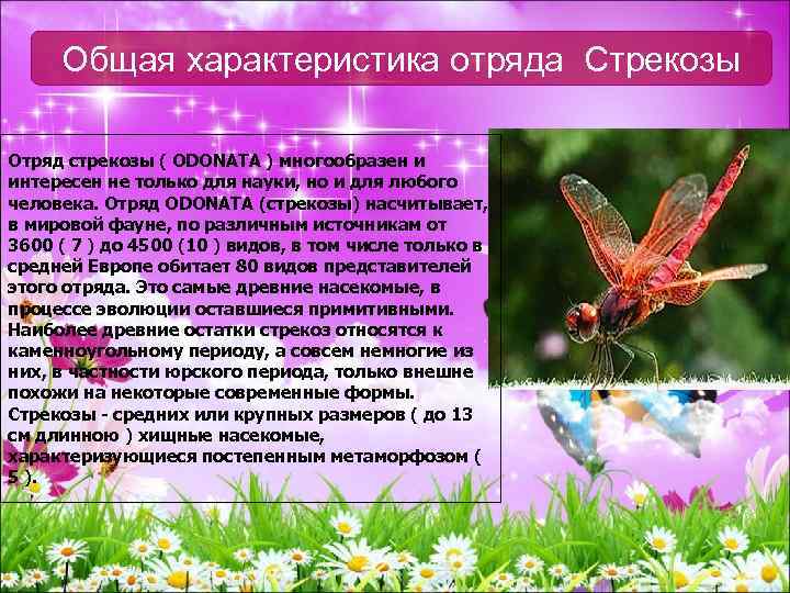 Общая характеристика отряда Стрекозы Отряд стрекозы ( ODONATA ) многообразен и интересен не только