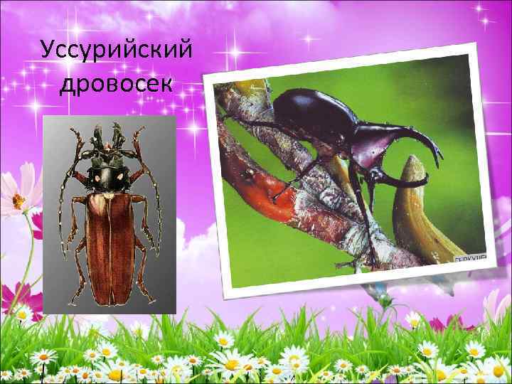 Уссурийский дровосек 