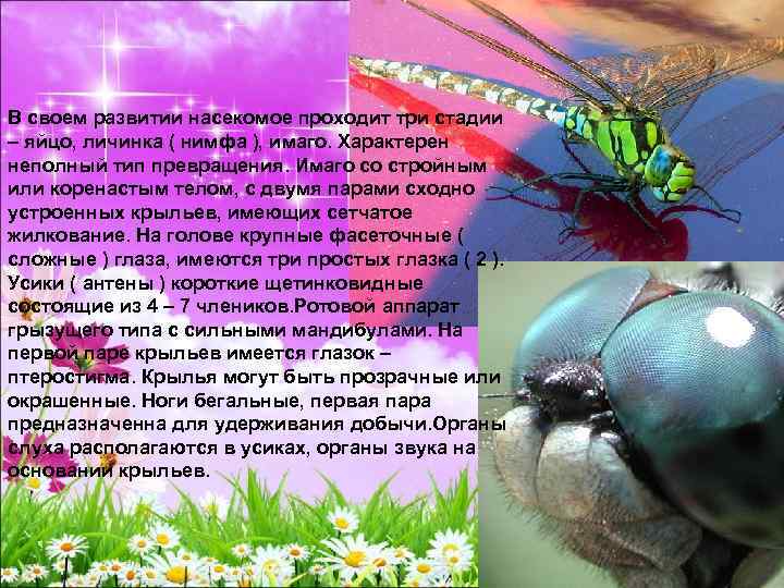 В своем развитии насекомое проходит три стадии – яйцо, личинка ( нимфа ), имаго.