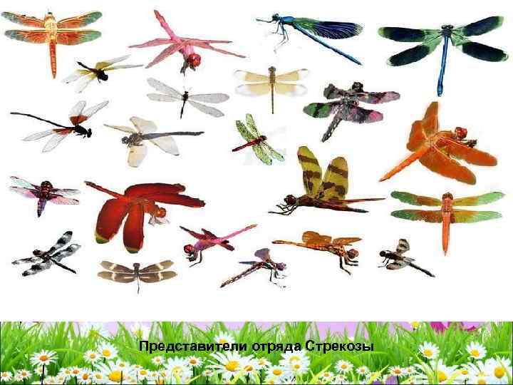 Представители отряда Стрекозы 
