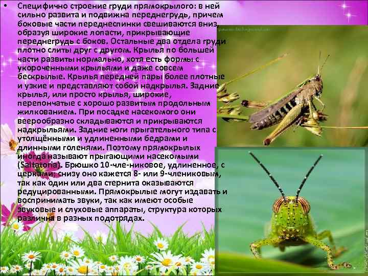  • Специфично строение груди прямокрылого: в ней сильно развита и подвижна переднегрудь, причем