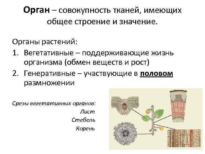 Орган – совокупность тканей, имеющих общее строение и значение. Органы растений: 1. Вегетативные –