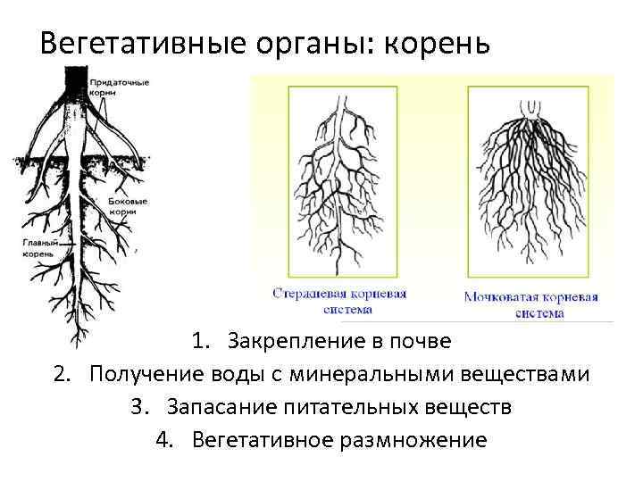 Вегетативные организмы примеры. Вегетативный и генеративный корень. Органы растений корень. Строение вегетативных органов растений.