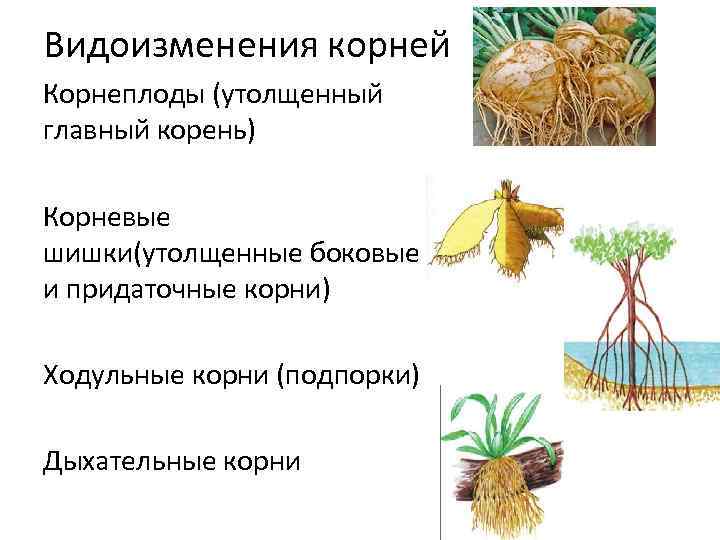 Видоизменения корней Корнеплоды (утолщенный главный корень) Корневые шишки(утолщенные боковые и придаточные корни) Ходульные корни