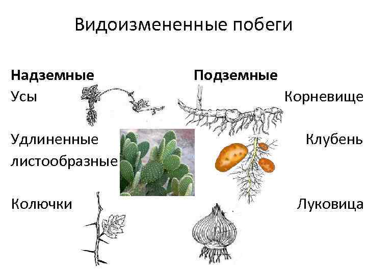 Видоизмененные побеги Надземные Усы Удлиненные листообразные Колючки Подземные Корневище Клубень Луковица 