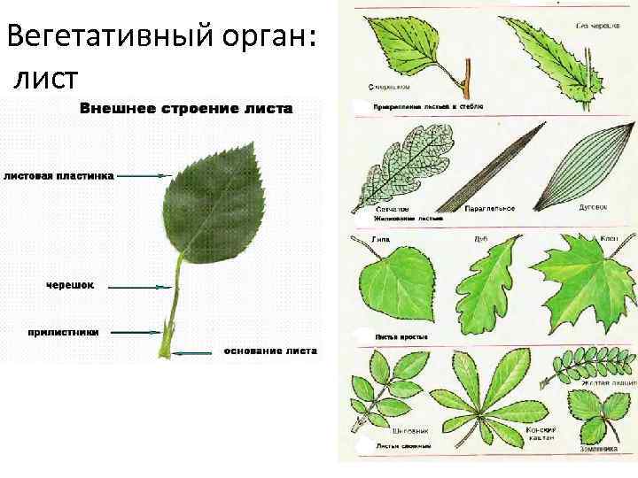 Вегетативный орган: лист 