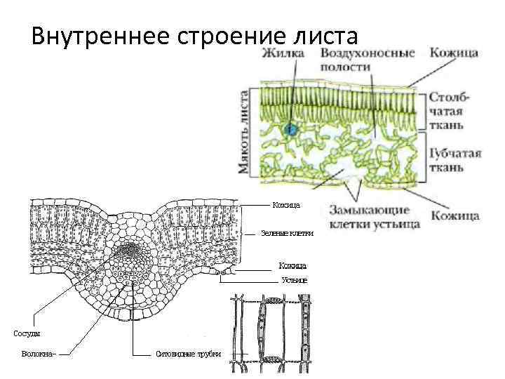 Внутреннее строение листа 