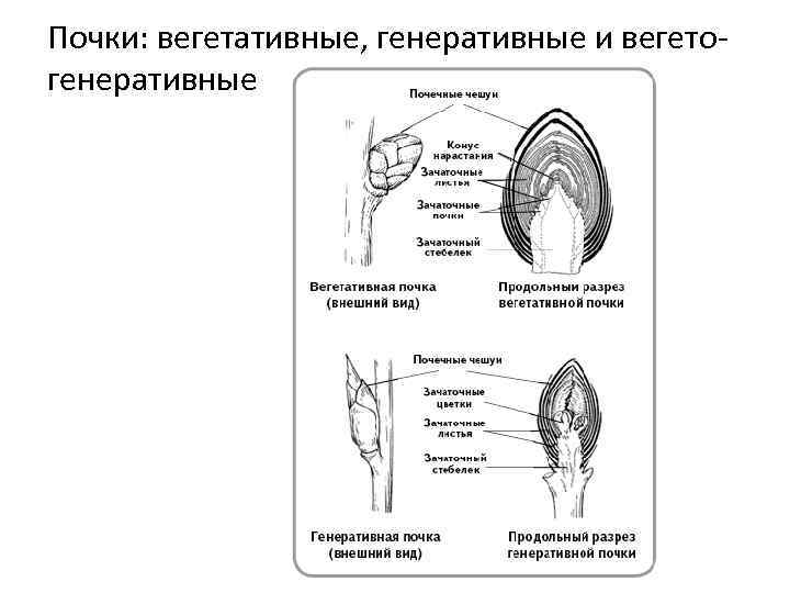 Рассмотрите изображение вегетативной почки и выполните задания