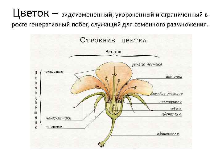 Цветок – видоизмененный, укороченный и ограниченный в росте генеративный побег, служащий для семенного размножения.