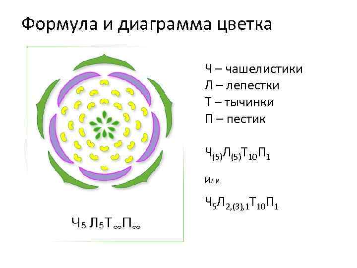 Формула и диаграмма цветка Ч – чашелистики Л – лепестки Т – тычинки П