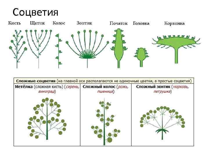 Соцветия 