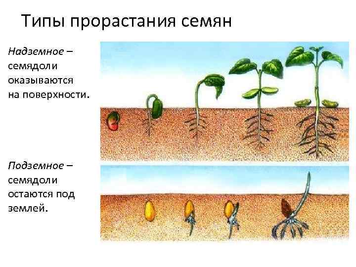 Типы прорастания семян Надземное – семядоли оказываются на поверхности. Подземное – семядоли остаются под