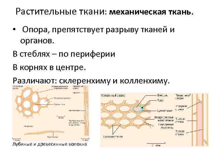 Растительные ткани: механическая ткань. • Опора, препятствует разрыву тканей и органов. В стеблях –