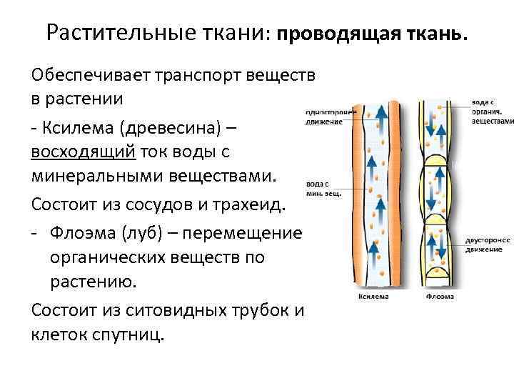 Растительные ткани: проводящая ткань. Обеспечивает транспорт веществ в растении - Ксилема (древесина) – восходящий