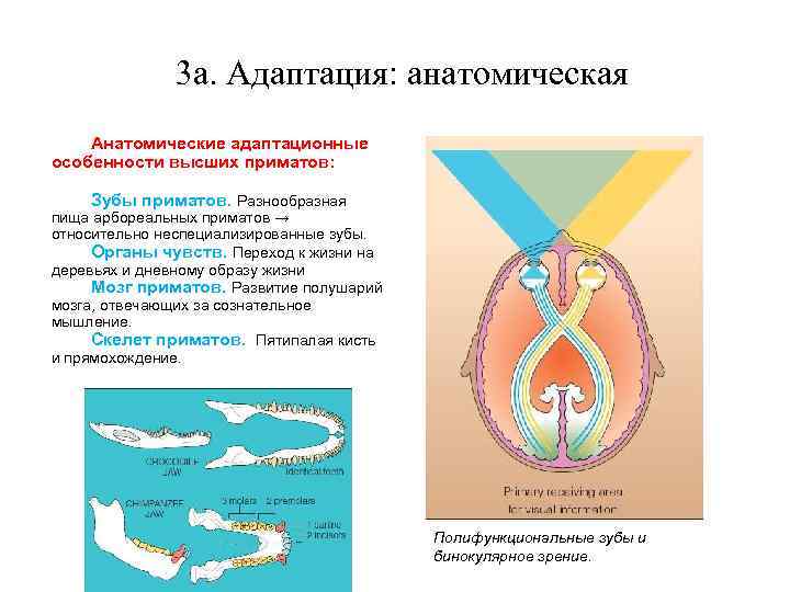 3 a. Адаптация: анатомическая Анатомические адаптационные особенности высших приматов: Зубы приматов. Разнообразная пища арбореальных