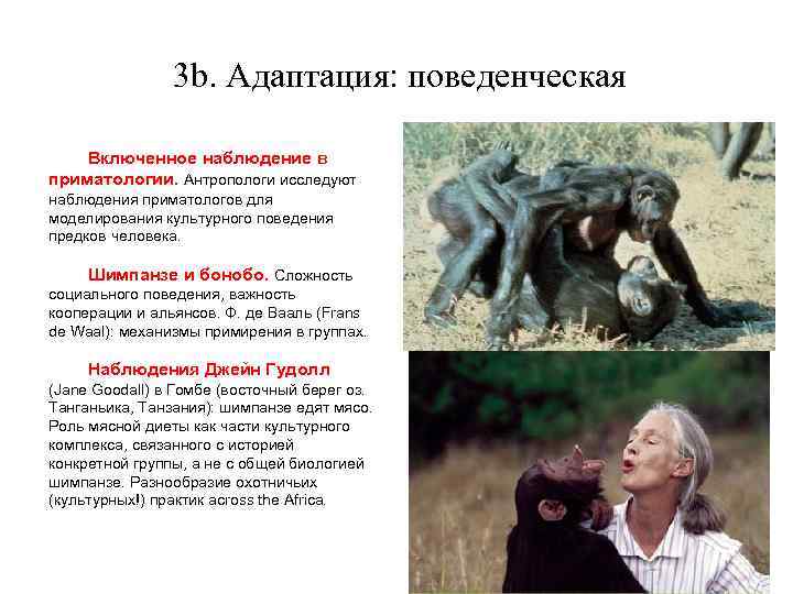 3 b. Адаптация: поведенческая Включенное наблюдение в приматологии. Антропологи исследуют наблюдения приматологов для моделирования