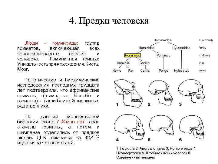 4. Предки человека Люди – гоминоиды: группа приматов, включающая всех человекообразных обезьян и человека.