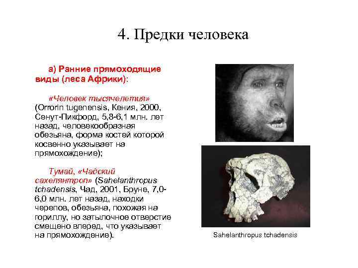 4. Предки человека a) Ранние прямоходящие виды (леса Африки): «Человек тысячелетия» (Orrorin tugenensis, Кения,