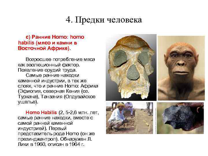 Ранние предки людей. Хомо хабилис. Предки человека. Ранние предки человека.