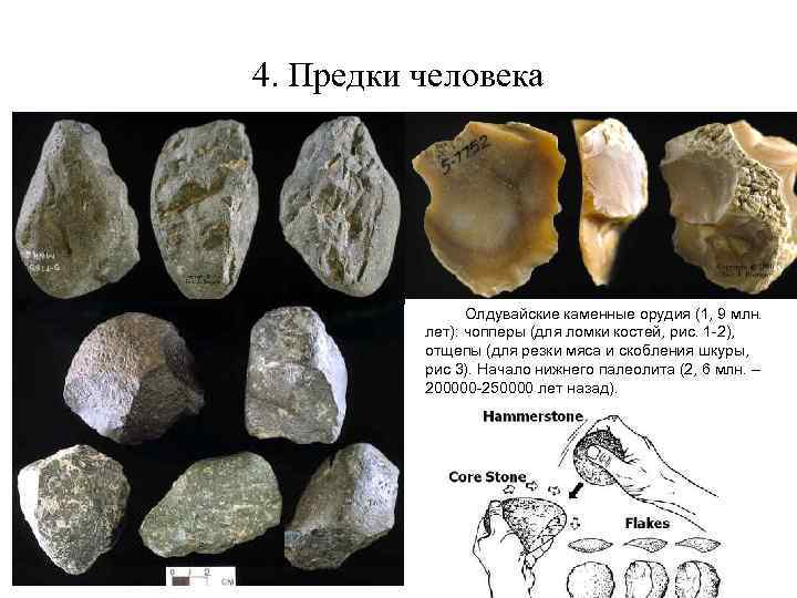 4. Предки человека Олдувайские каменные орудия (1, 9 млн. лет): чопперы (для ломки костей,