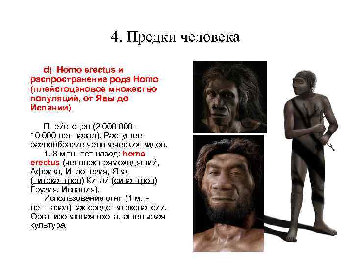 Предком современного человека является. Предки человека. Предки современного человека. Прямые предки современного человека. Кто предок современного человека.