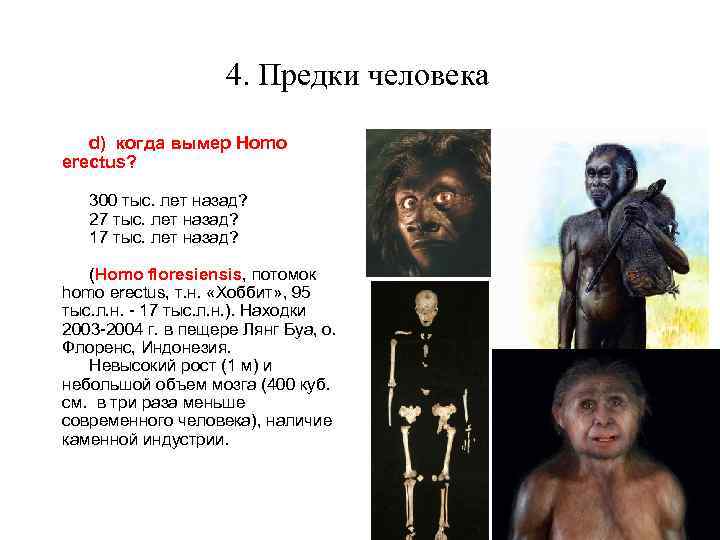 4. Предки человека d) когда вымер Homo erectus? 300 тыс. лет назад? 27 тыс.