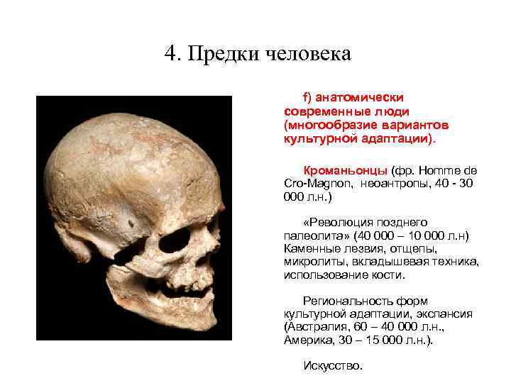 4. Предки человека f) анатомически современные люди (многообразие вариантов культурной адаптации). Кроманьонцы (фр. Homme